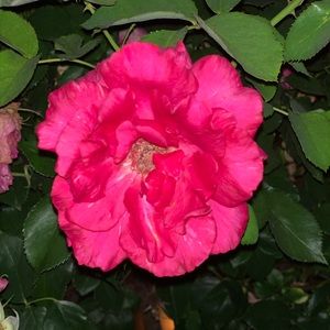 Meet your Posher, Rhonda